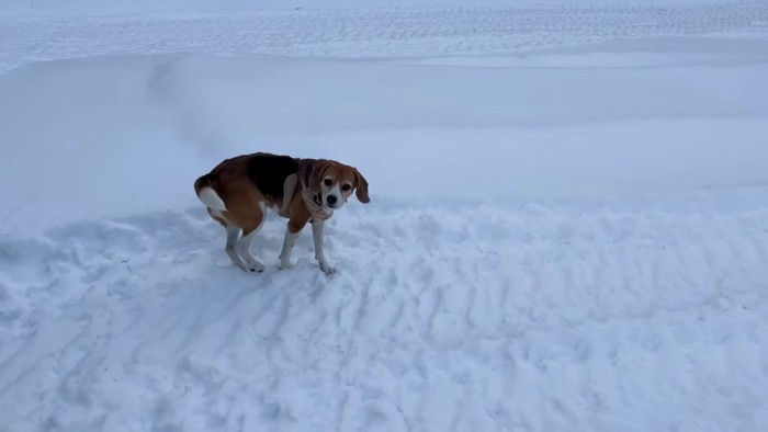 雪の上のこんぶちゃん