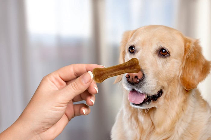 マテをする犬