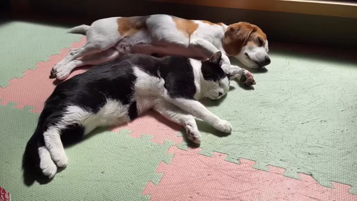 同じ格好で寝る犬と猫