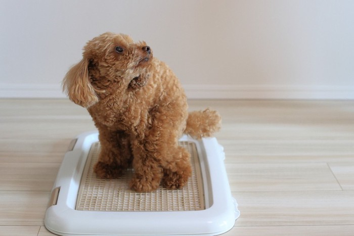 トイレ中の犬