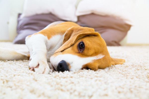 ぐったりしている犬