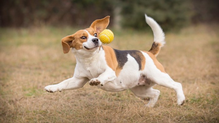 ボールを取るのに必死な犬