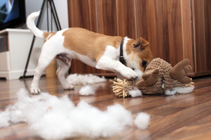 ぬいぐるみの綿を出す犬