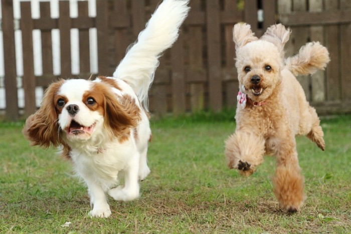 ドッグランで遊ぶ犬二匹