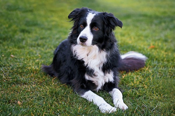 Border Collie