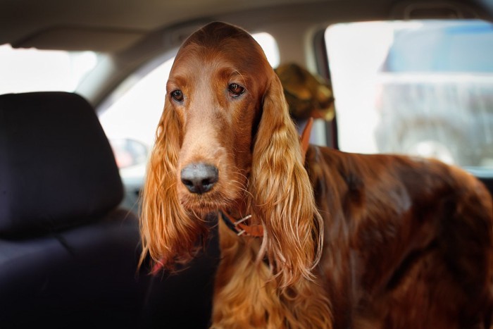 車酔いした犬