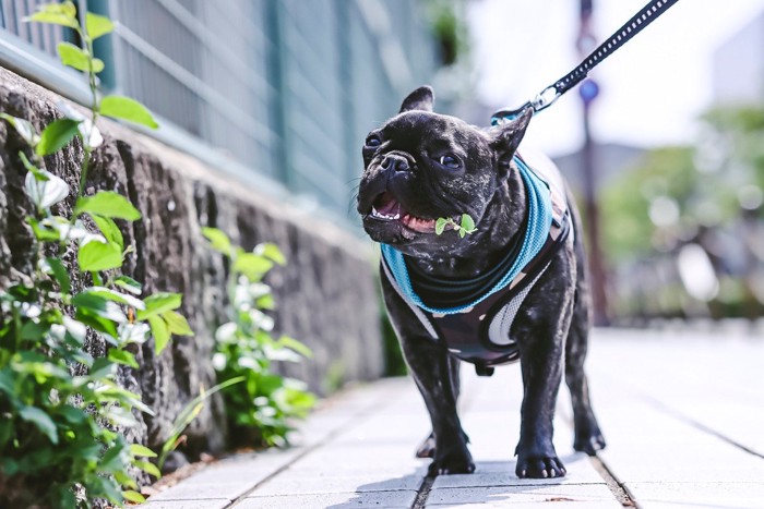 散歩中に草を食べる犬