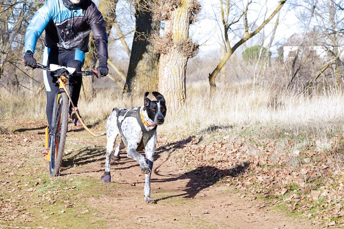 自転車と一緒に走る犬