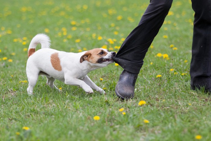 ズボンのすそを噛んでいる犬