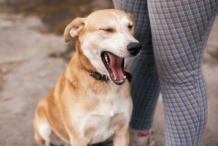 散歩中にあくびをする犬