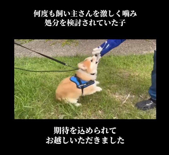 トレーナーの元に訪れた『噛みつき犬』