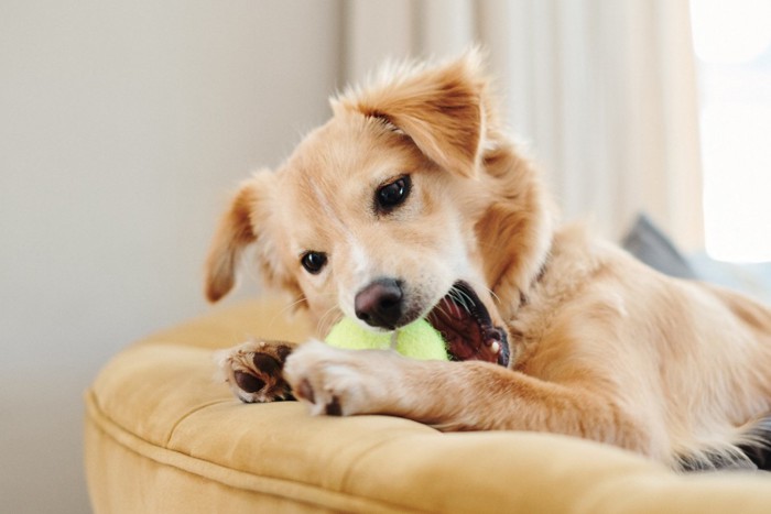 ボールで遊ぶ犬