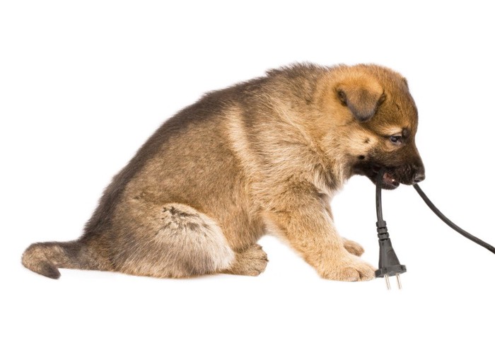 電気コードを齧る子犬