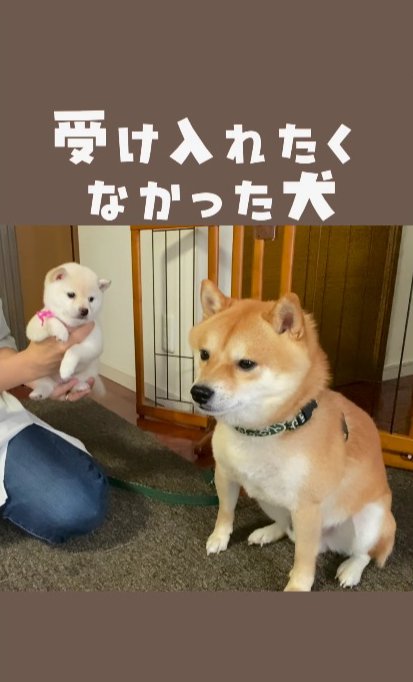 新入り子犬