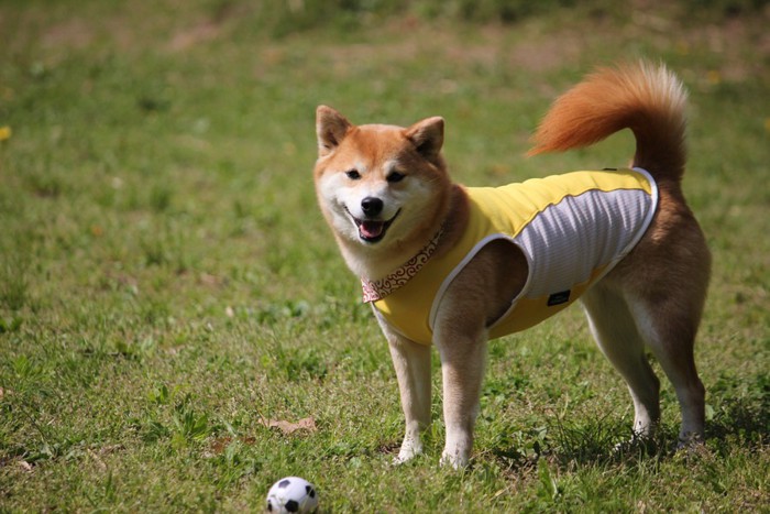 ドッグランで遊ぶ柴犬