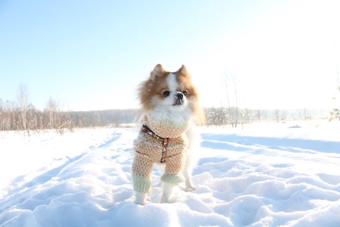 雪の上を歩くポメラニアン