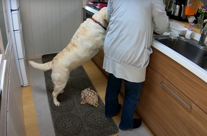 キッチンに立つ人と犬