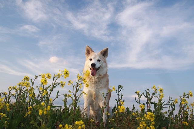 花に囲まれる犬