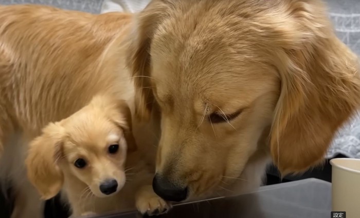 子犬に寄り添うゴールデン