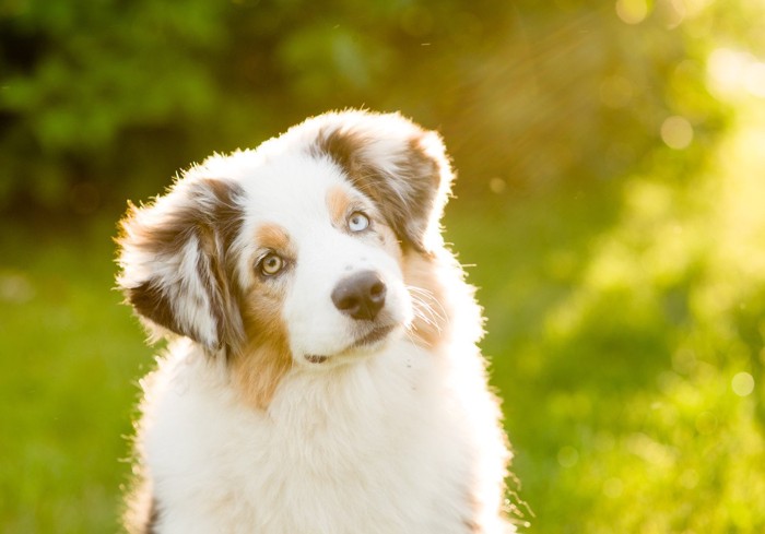 オッドアイの犬