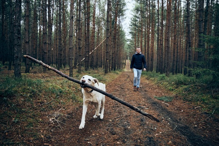 長い棒をくわえている犬