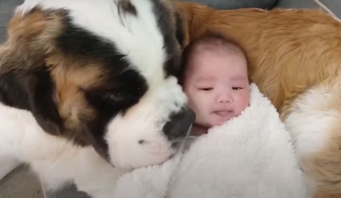 赤ちゃんと大型犬