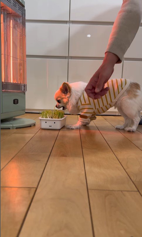 豆苗に手を伸ばす飼い主さん