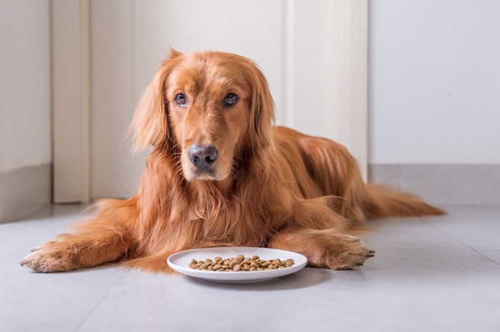 ご飯が入ったお皿と犬