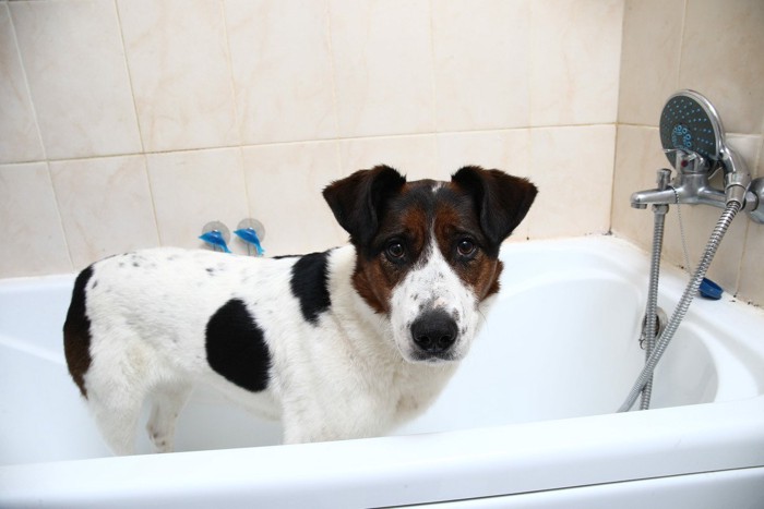 浴槽の中で嫌そうな顔の犬