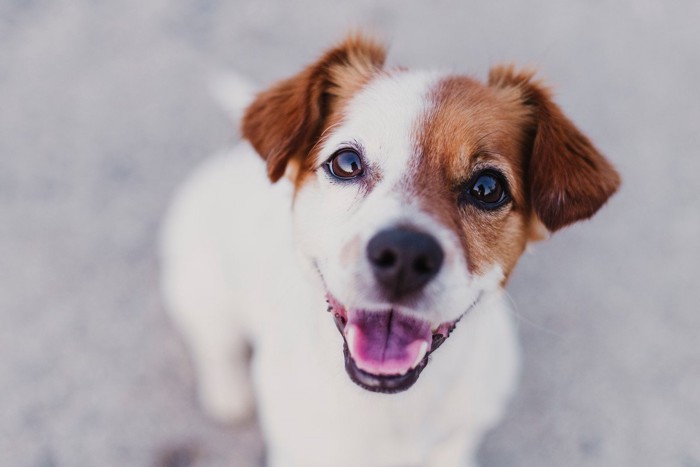 笑顔で飼い主を見つめる犬