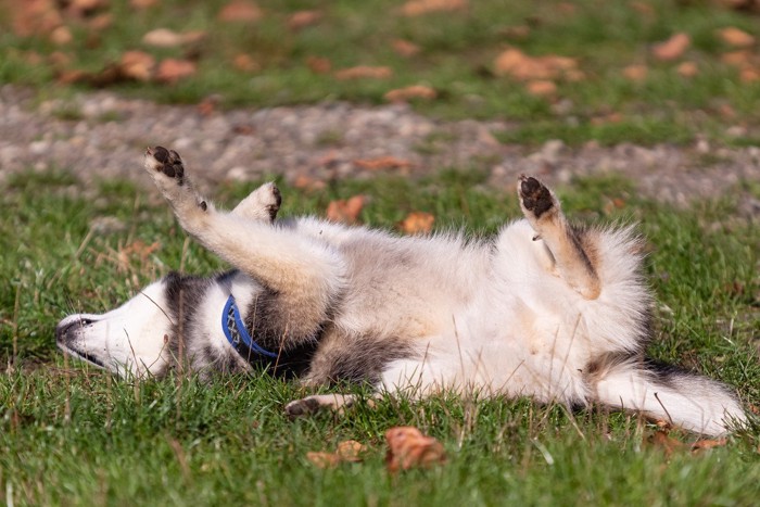 地面に仰向けに転がる犬