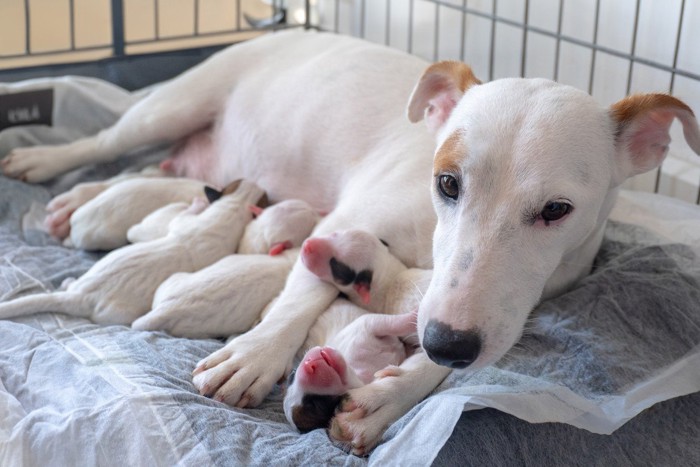 母犬と母乳を飲む子犬たち