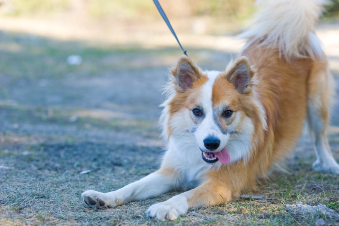 前足を伸ばして見つめる犬