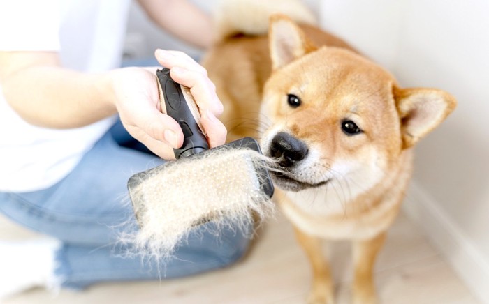 自分の抜け毛を嬉しそうに見つめる柴犬