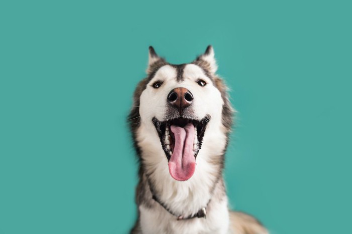 耳を後ろにして大きく口を開けているハスキー犬