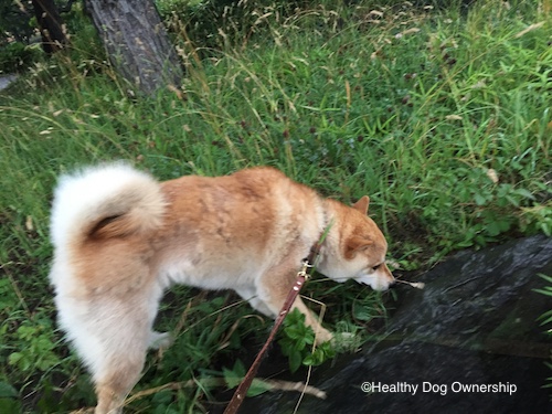 草むらの匂いを嗅ぐ犬