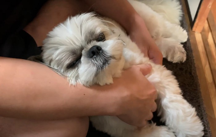 撫でられて気持ち良さそうな犬