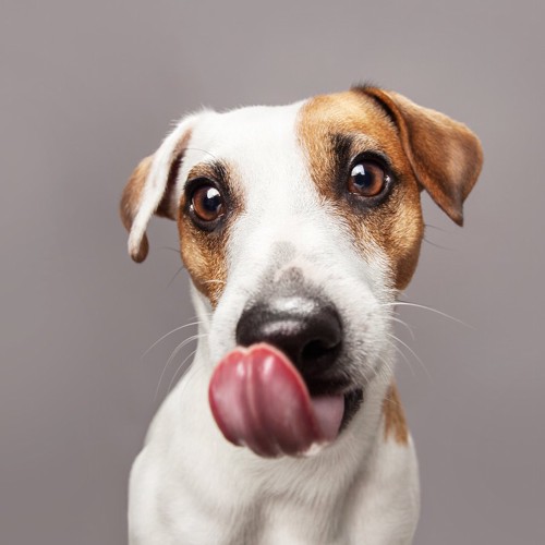 食後に口の周りを舐める犬
