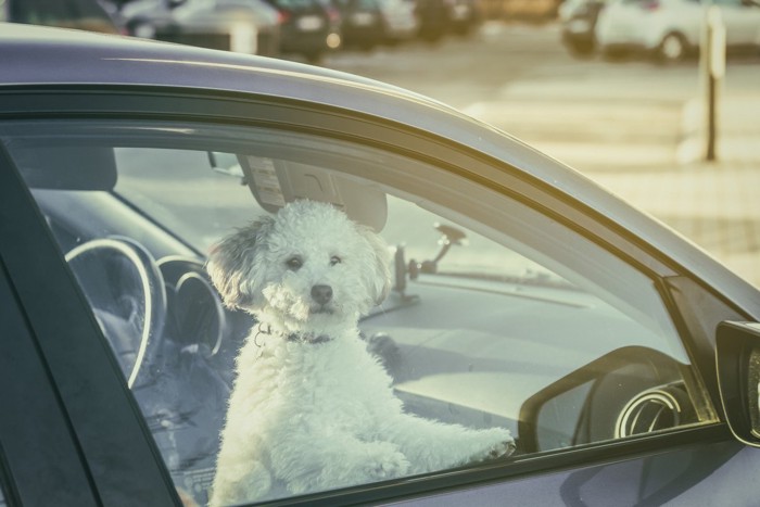 車の中でひとりで待たされる犬