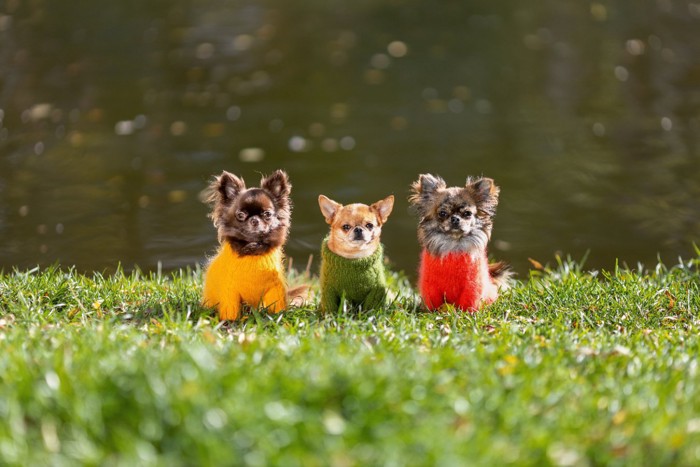 芝生の上の3頭のチワワ