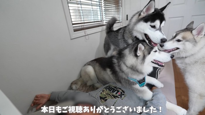 大型犬との暮らしに圧倒！