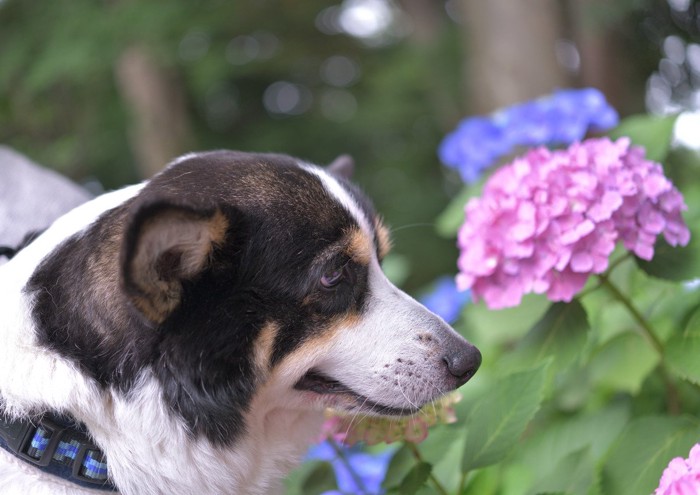 老犬の散歩