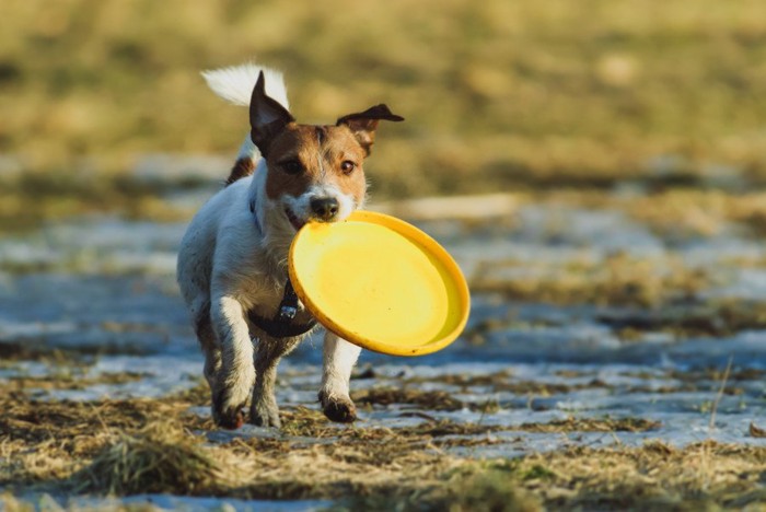 プラスチックのおもちゃで遊ぶ犬