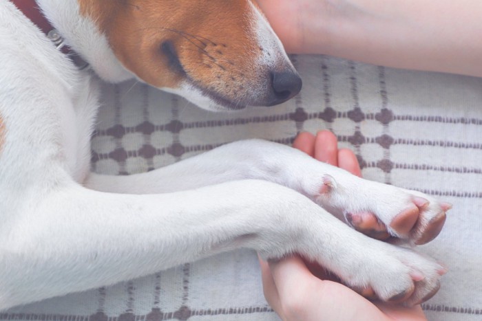 横たわる犬に手を添える