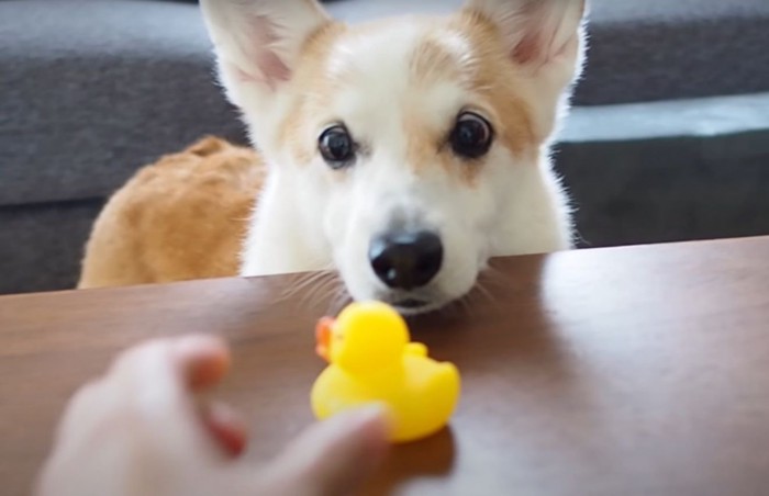 オモチャと犬