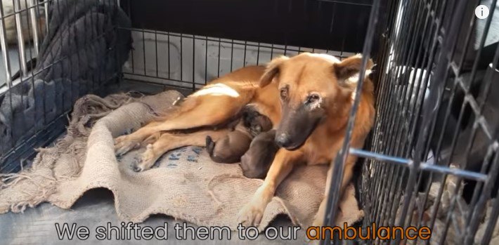 体を休める親子犬