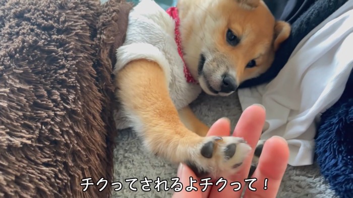 ふうさんの手を取る飼い主さん