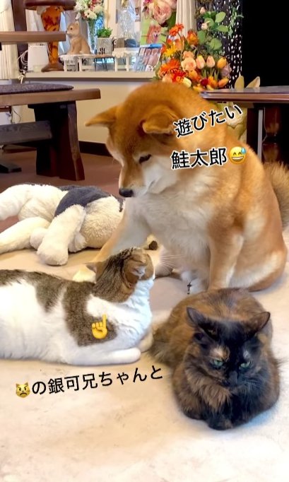 兄猫