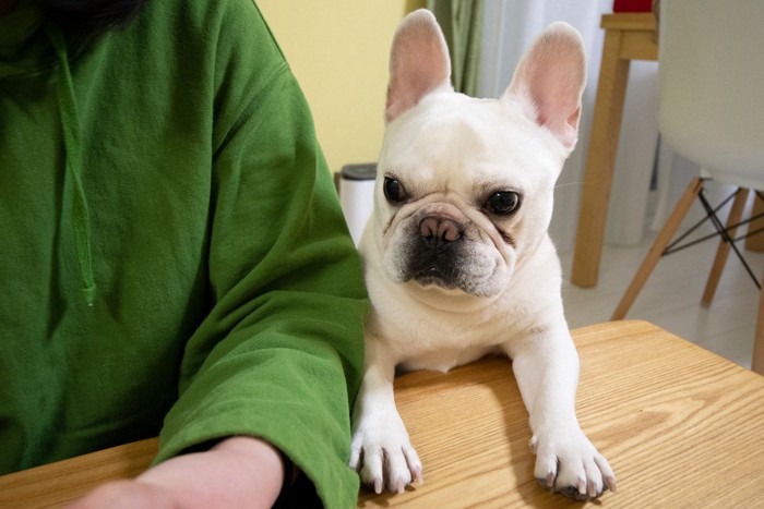 テーブルに手を乗せて覗き込む犬