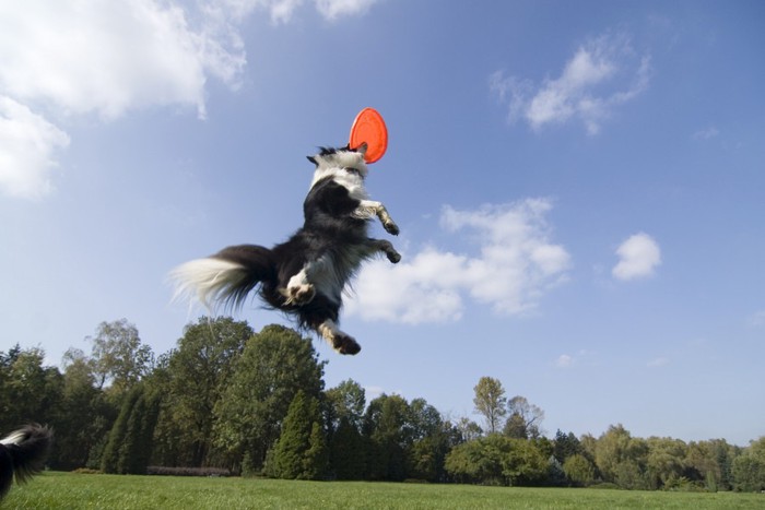 フリスビーで遊ぶ犬